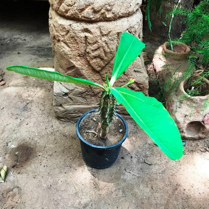  Euphorbia Viguieri Cactus Plant