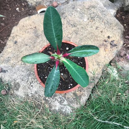  Euphorbia Bongolavensis Cactus Plant