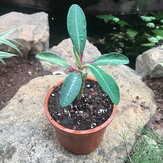  Euphorbia Bongolavensis Cactus Plant