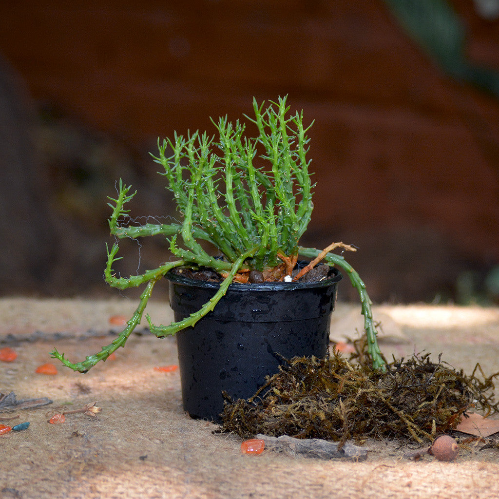  Euphorbia Flanaganii Medusas Head Succulent Plant