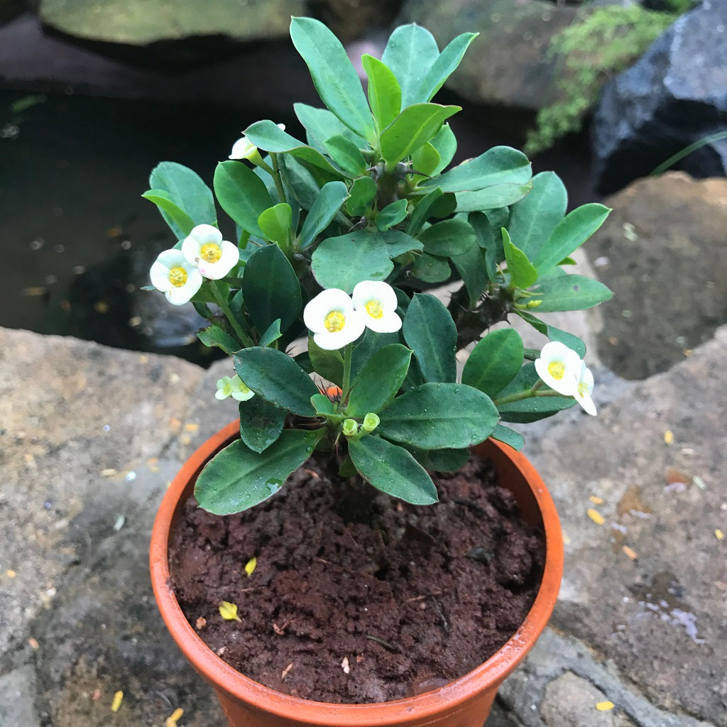  Euphorbia Millii Dwarf Apache White Cactus Plant