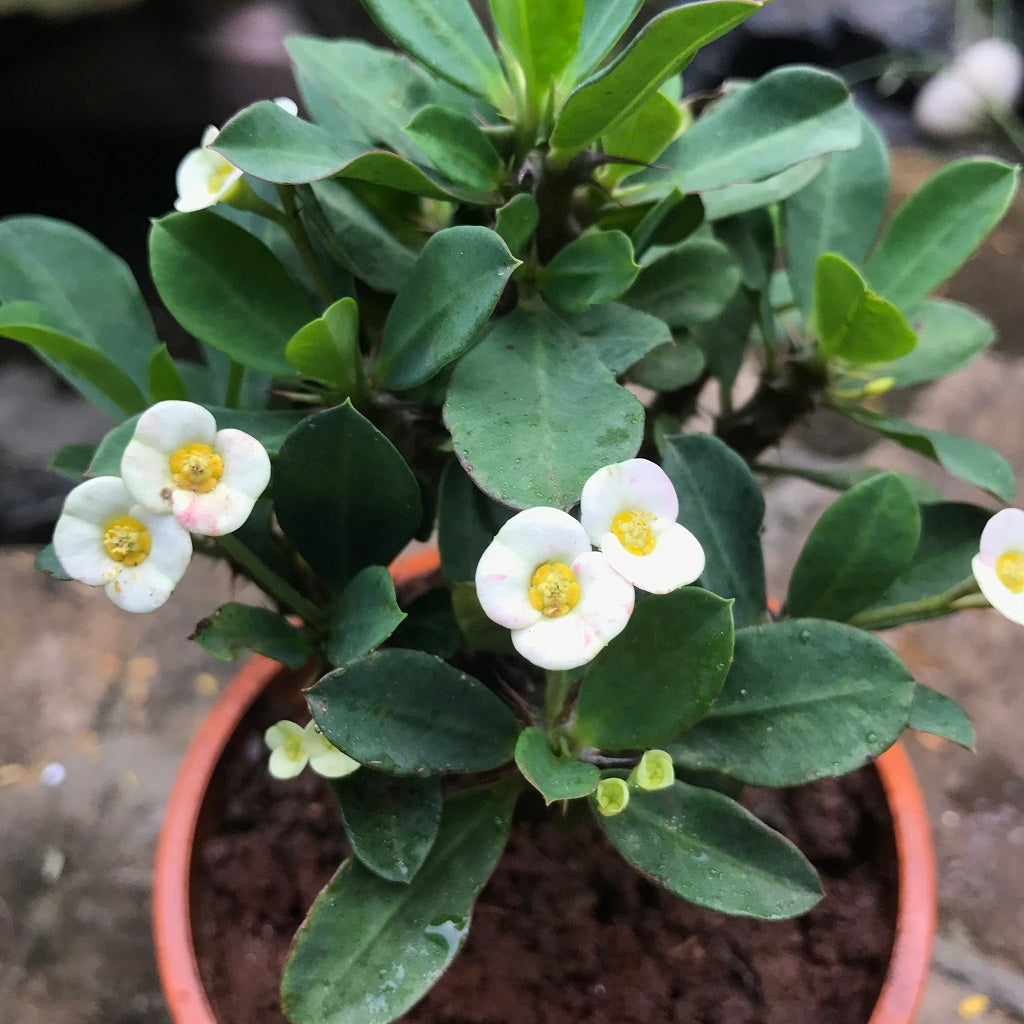  Euphorbia Millii Dwarf Apache White Cactus Plant