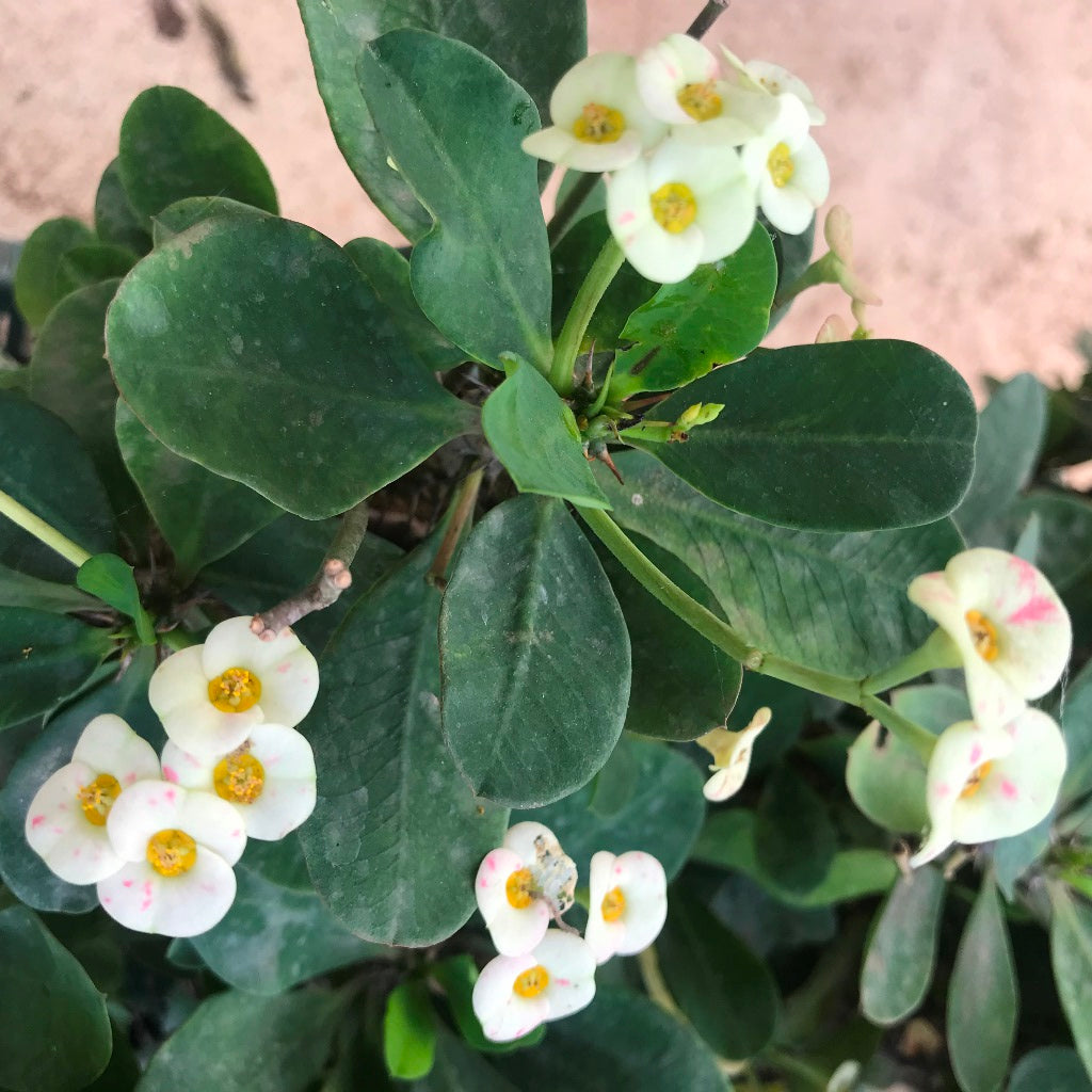  Euphorbia Milii F. Lutea Cactus Plant
