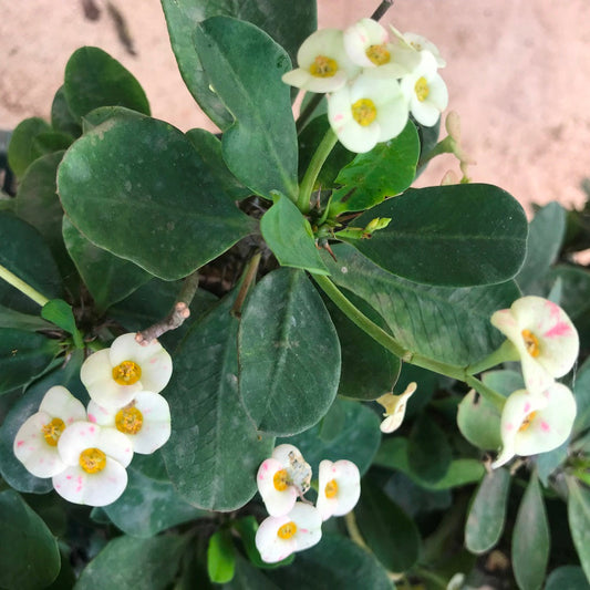  Euphorbia Milii F. Lutea Cactus Plant