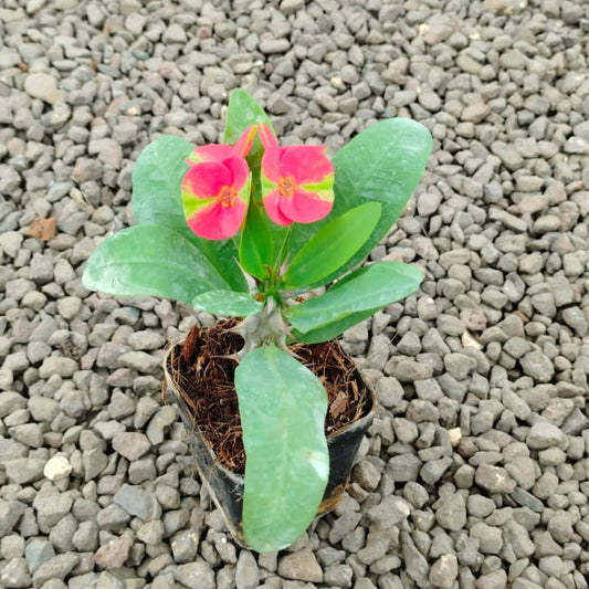  Euphorbia Millii Maha Sethi Cactus Plant