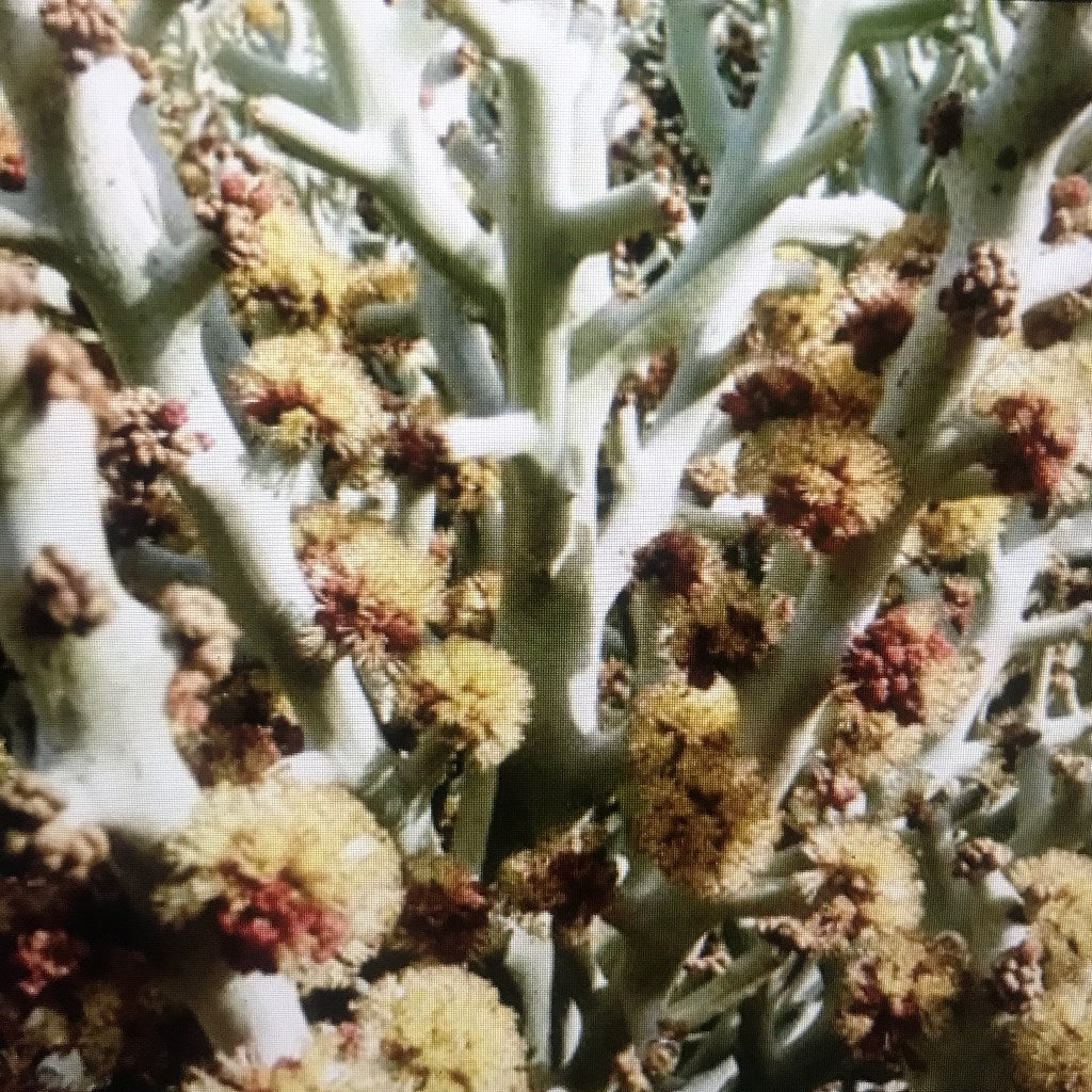  Euphorbia Stanoclada Silver Thicket Succulent Plant