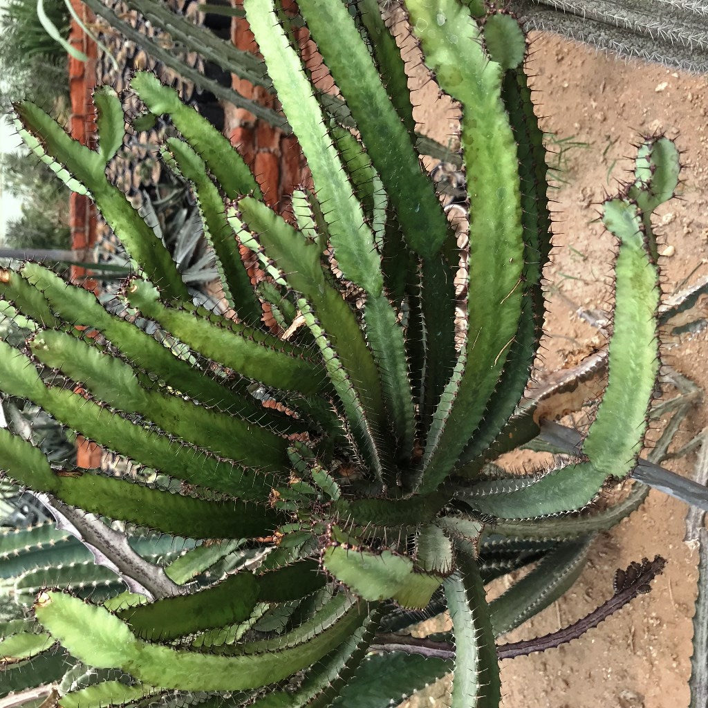  Euphorbia Triangularis Chandelier Tree Cactus Plant