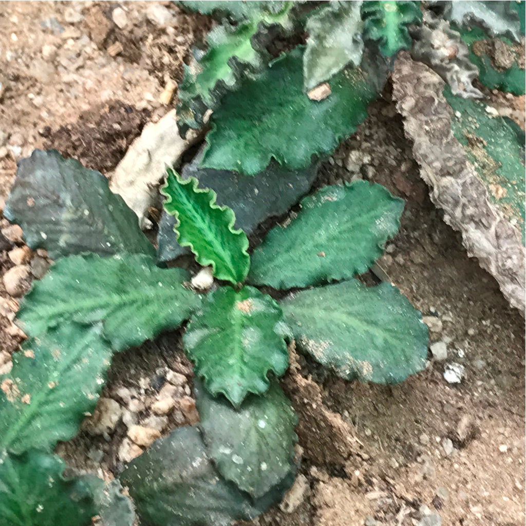  Euphorbia Ambovombensis Succulent Plant