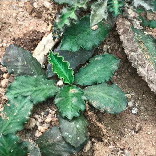  Euphorbia Ambovombensis Succulent Plant