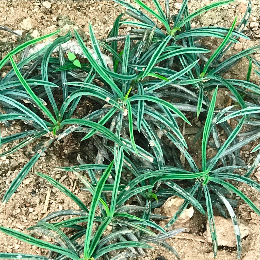  Euphorbia Cylindrifolia Succulent Plant