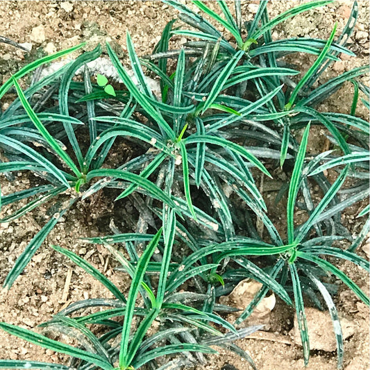  Euphorbia Cylindrifolia Succulent Plant