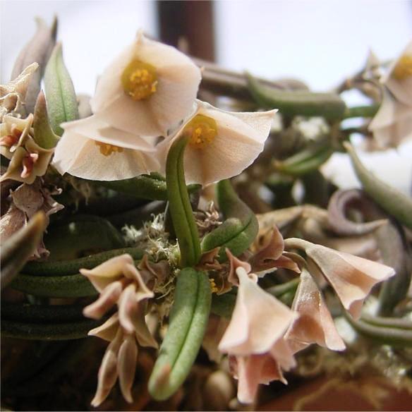  Euphorbia Cylindrifolia Succulent Plant
