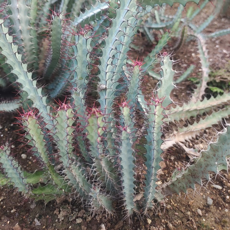  Euphorbia Greenwayi Cactus Plant