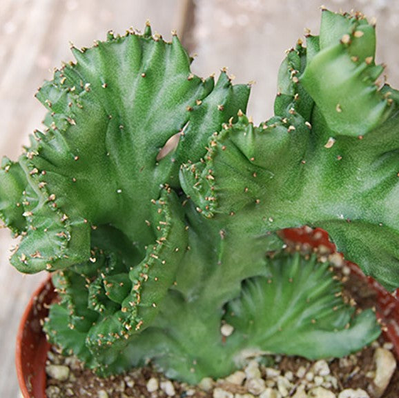  Euphorbia Lactea Cristata Crested Elkhorn Cactus Plant