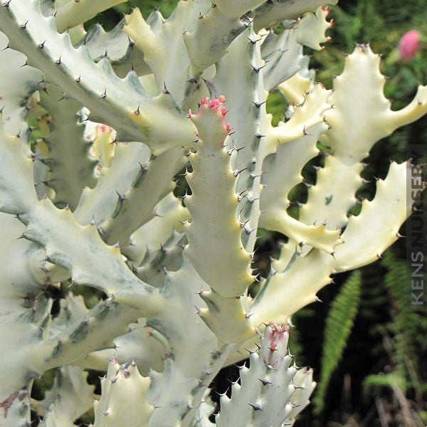  Euphorbia Lactea Variegata White Ghost Cactus Plant