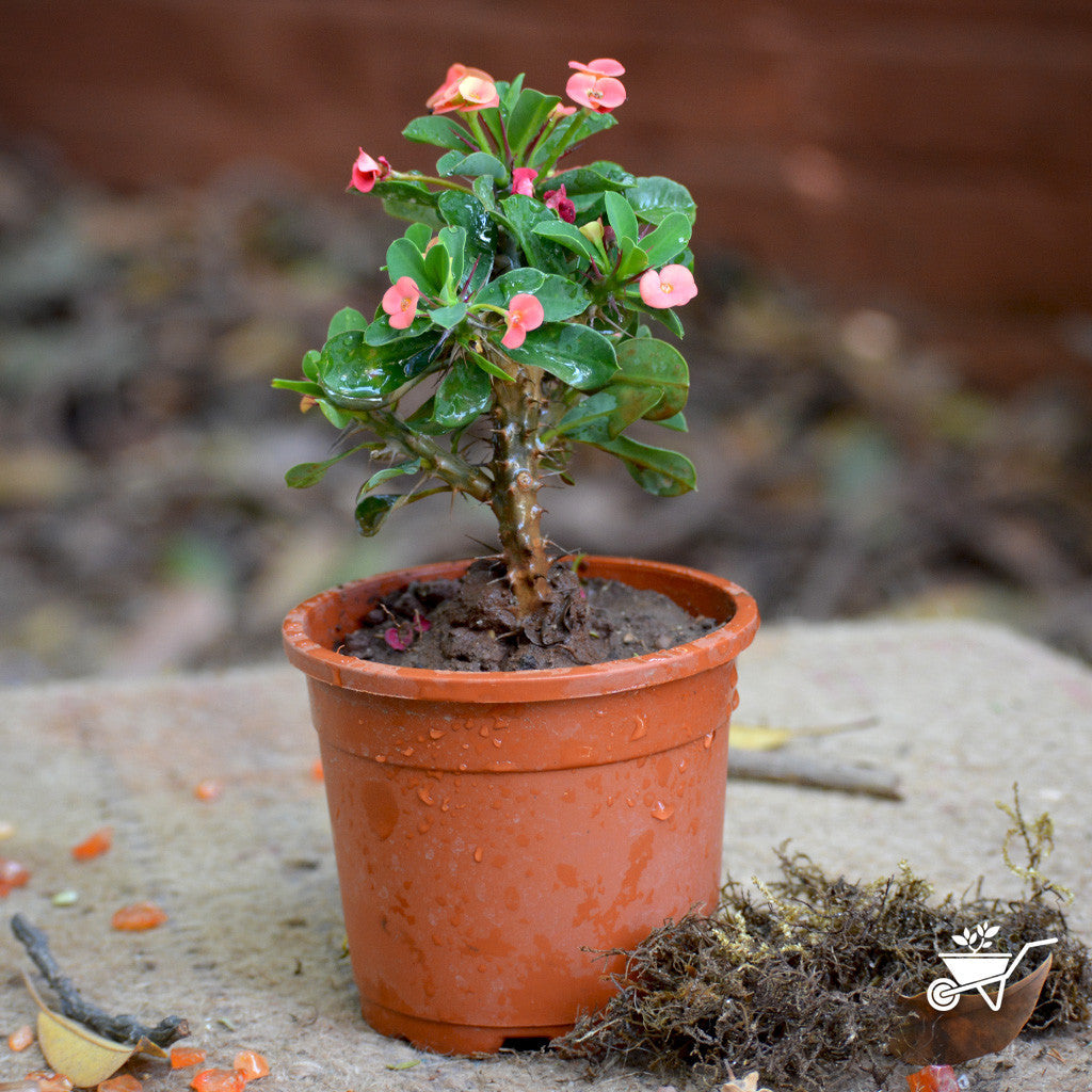  Euphorbia Milii Dwarf Apache Red Cactus Plant