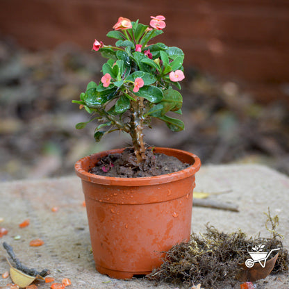  Euphorbia Milii Dwarf Apache Red Cactus Plant
