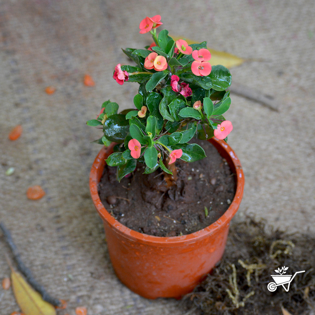  Euphorbia Milii Dwarf Apache Red Cactus Plant