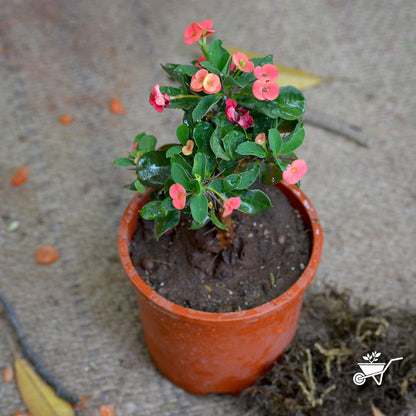  Euphorbia Milii Dwarf Apache Red Cactus Plant