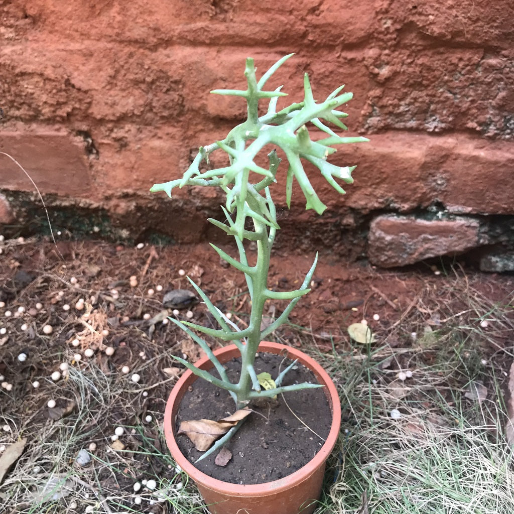  Euphorbia Stanoclada Silver Thicket Succulent Plant