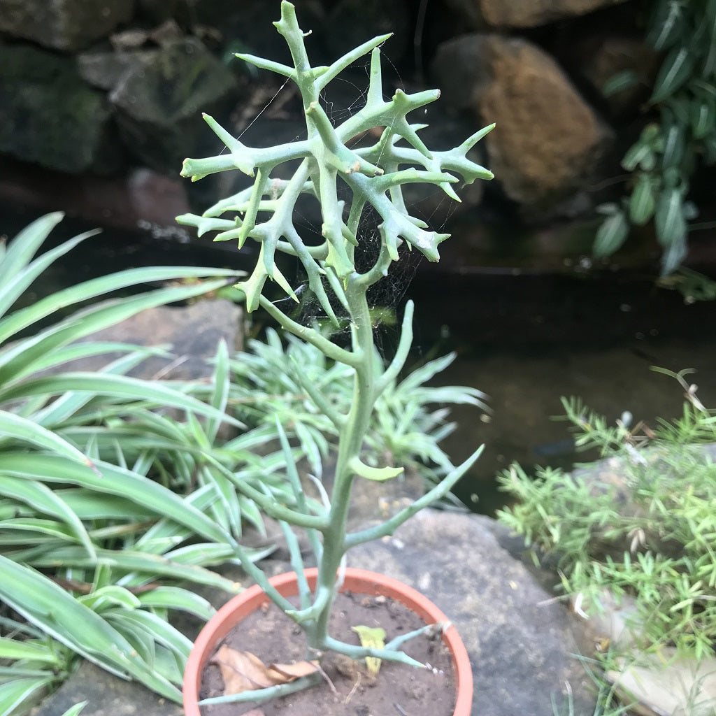  Euphorbia Stanoclada Silver Thicket Succulent Plant