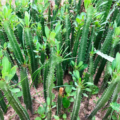  Euphorbia Trigona Green African Milk Tree Cactus Plant