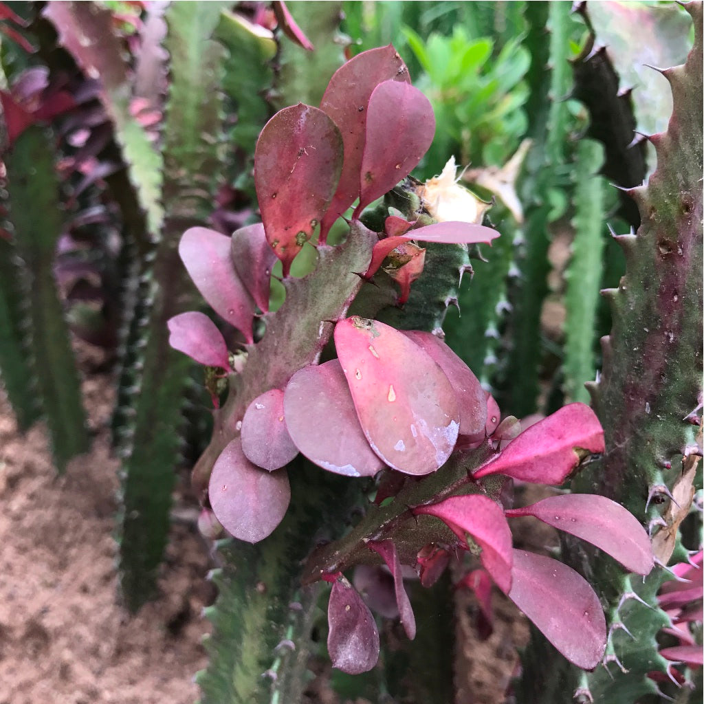  Euphorbia Trigona Rubra African Milk Tree Cactus Plant