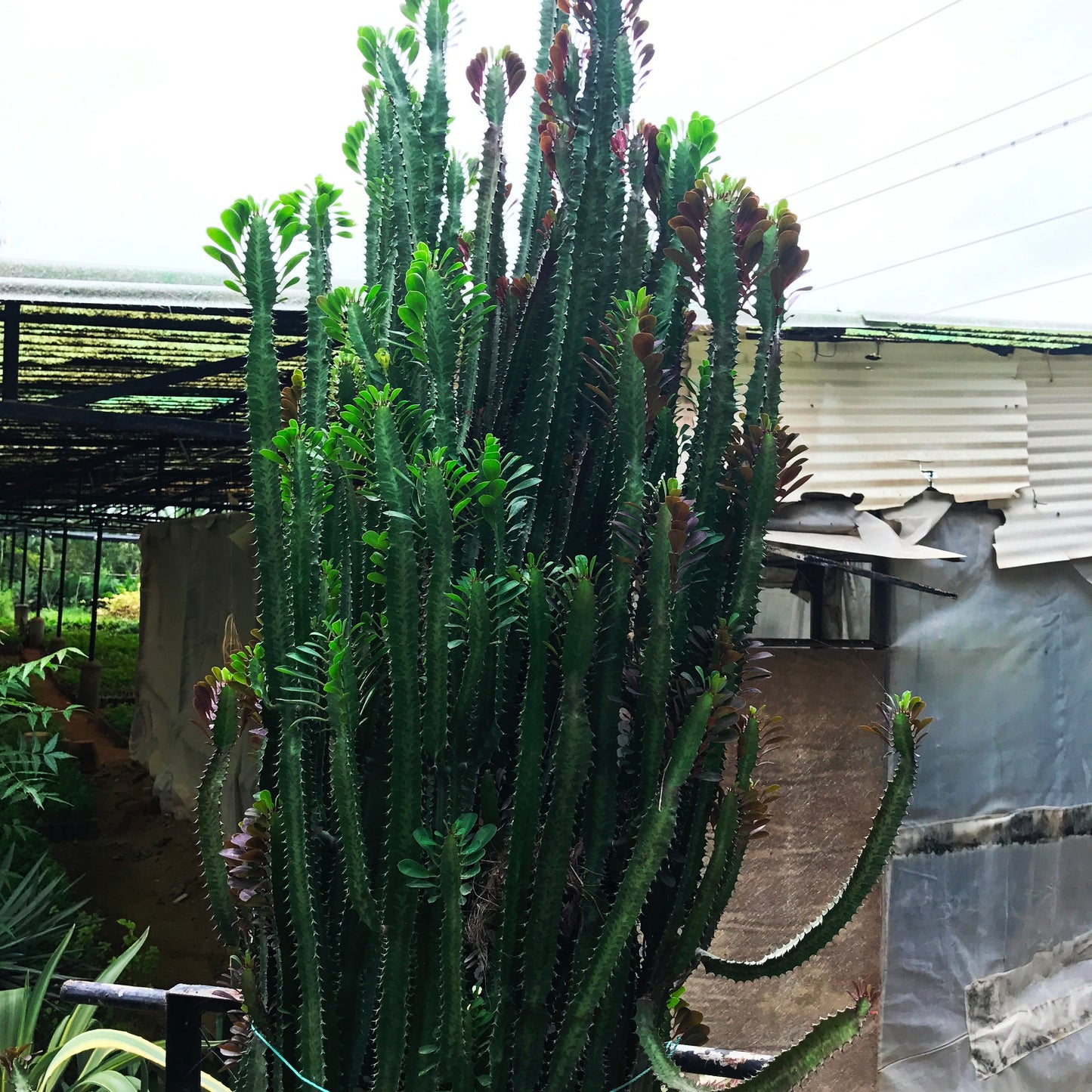  Euphorbia Trigona Rubra African Milk Tree Cactus Plant