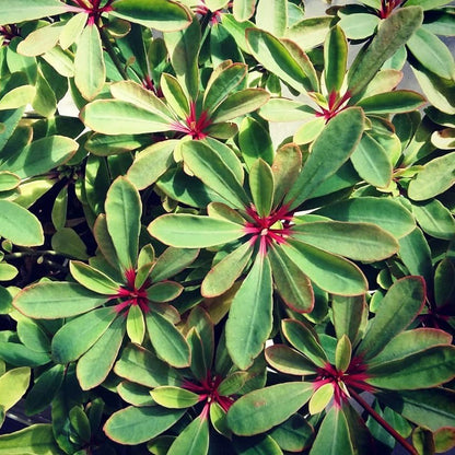  Euphorbia Bongolavensis Cactus Plant