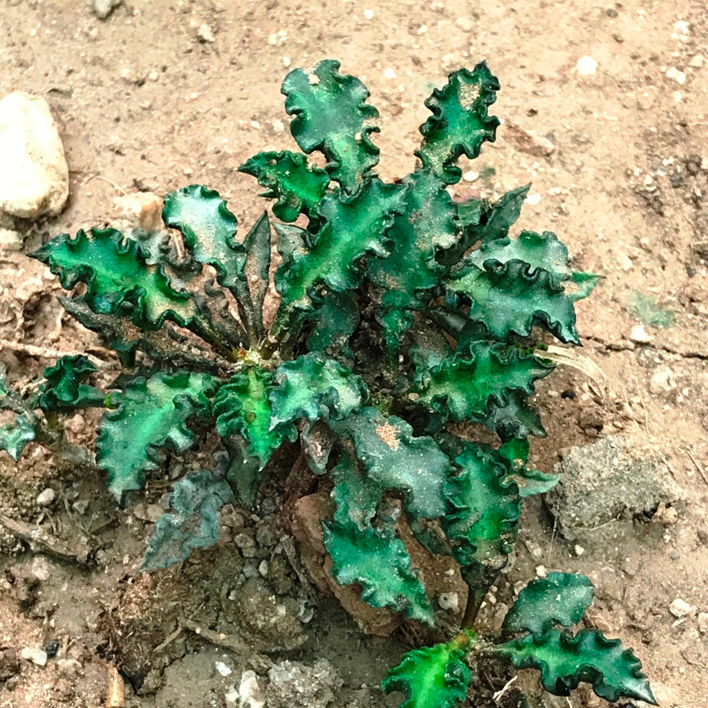  Euphorbia Decaryi Succulent Plant