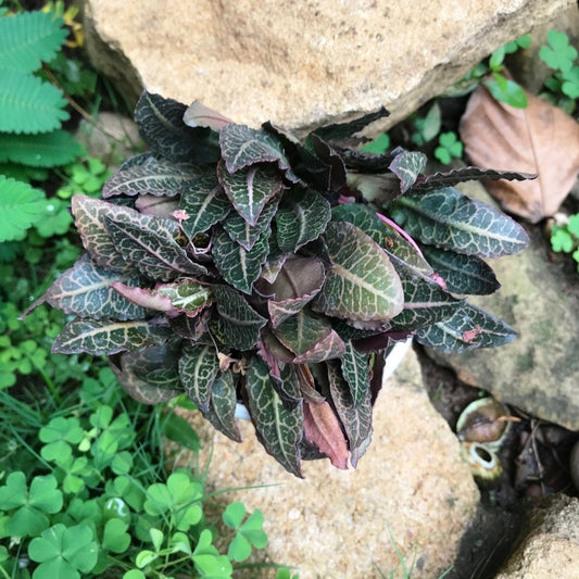  Euphorbia Francoisii Rasberrymint Plant