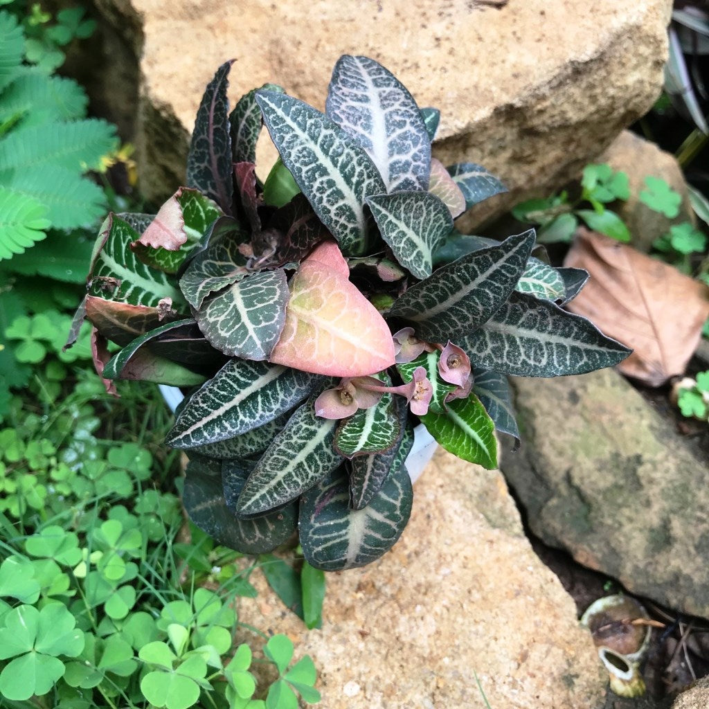  Euphorbia Francoisii Splash Plant