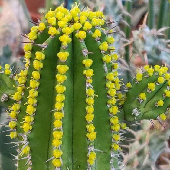  Euphorbia Fruticosa Cactus Plant
