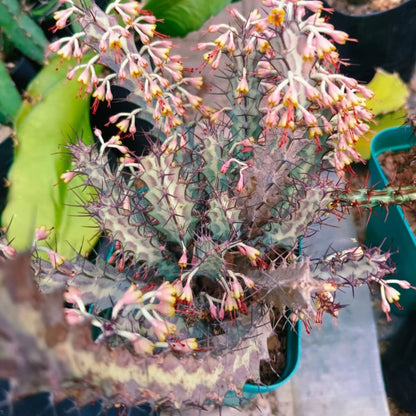  Euphorbia Greenwayi Cactus Plant