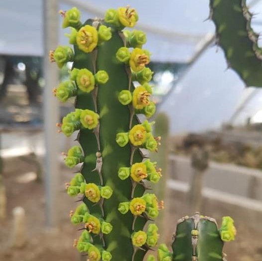  Euphorbia Heterochroma Cactus Plant