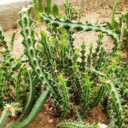  Euphorbia Knuthii Cactus Plant