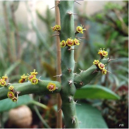  Euphorbia Septentrionalis Cactus Plant