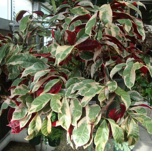  Jungle Fire Plant