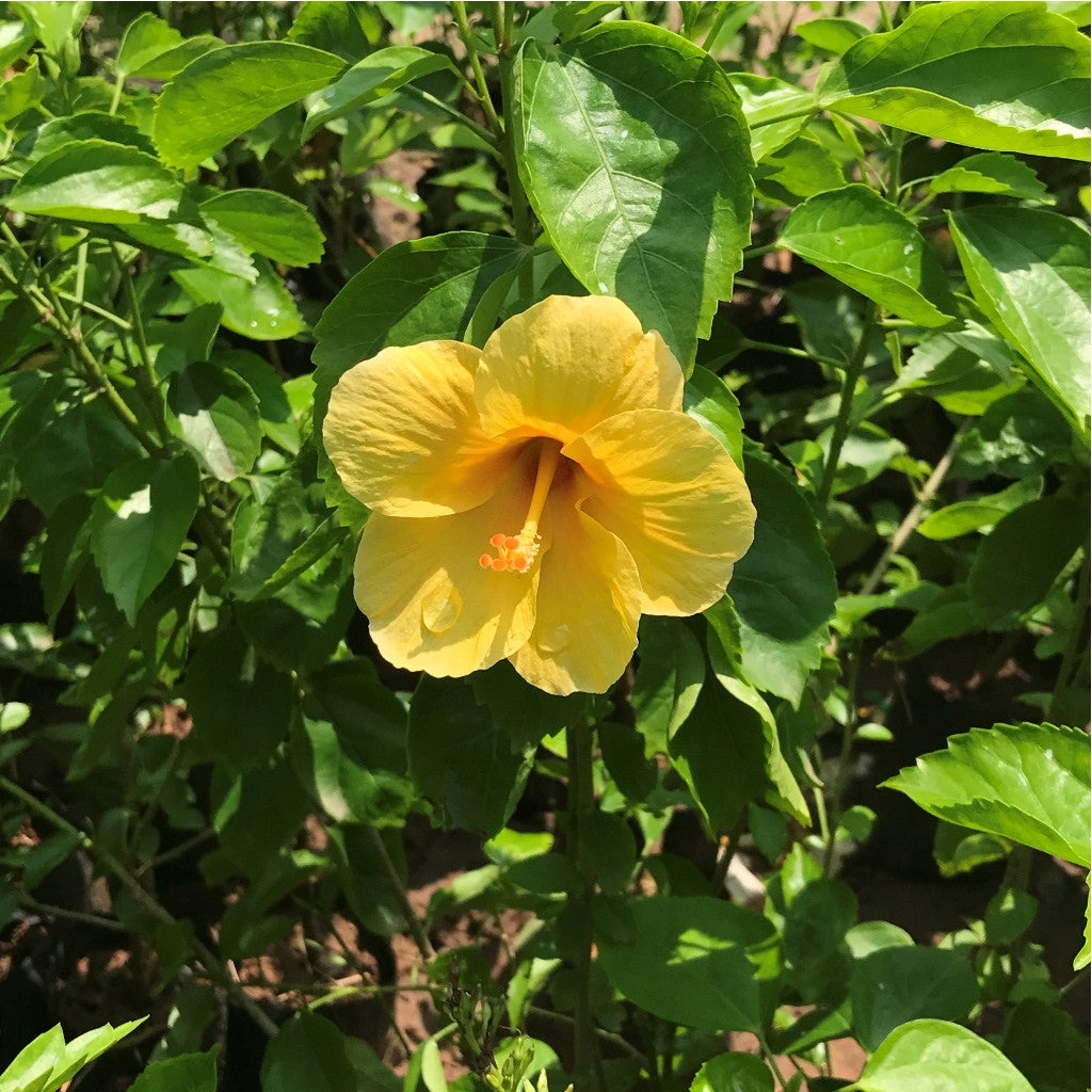  Hibiscus Yellow Fellow Plant