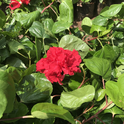  Hibiscus Exotic Double Red Plant