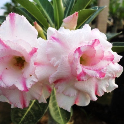  Florance Adenium Plant