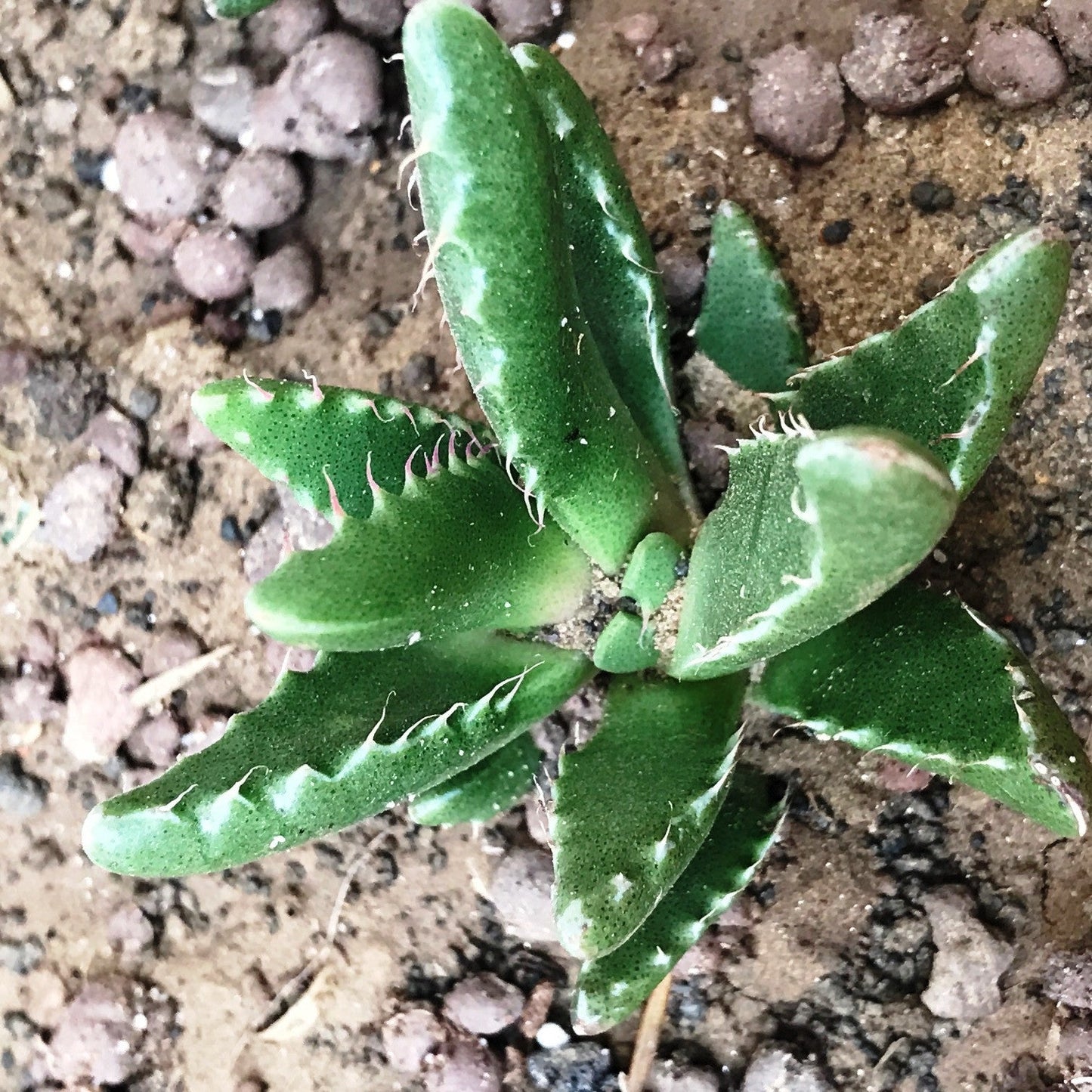  Faucaria Tigrina Succulent Plant