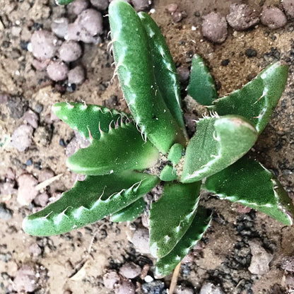  Faucaria Tigrina Succulent Plant