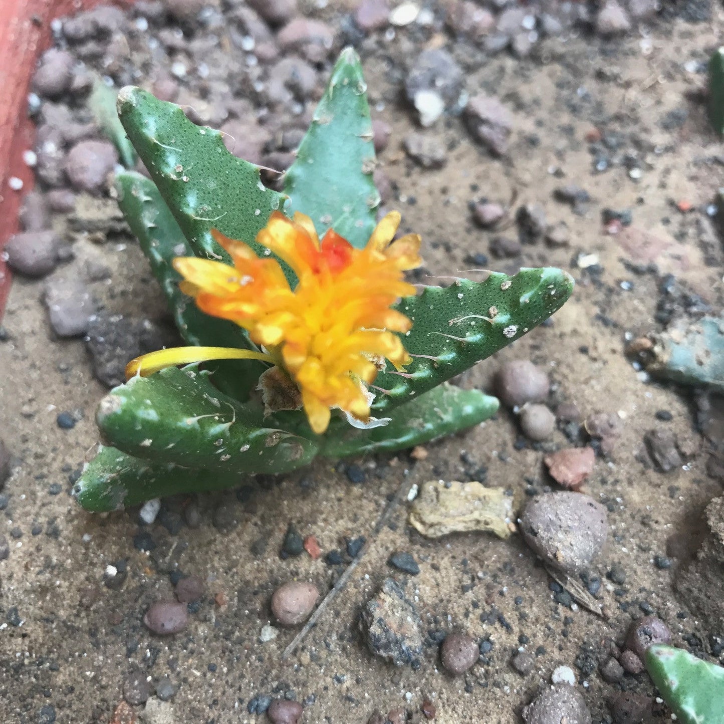  Faucaria Tigrina Succulent Plant