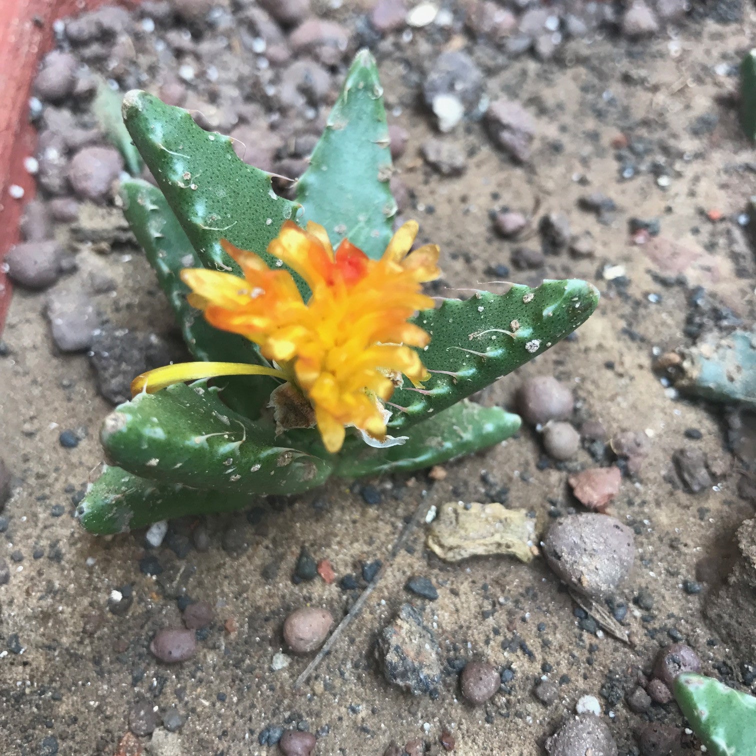  Faucaria Tigrina Succulent Plant