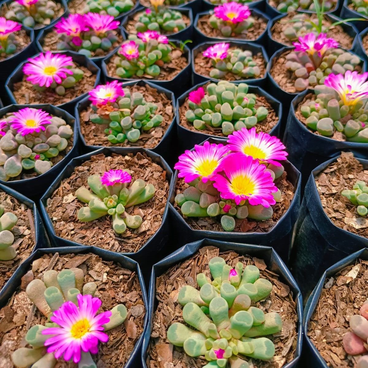  Frithia Pulchra Succulent Plant
