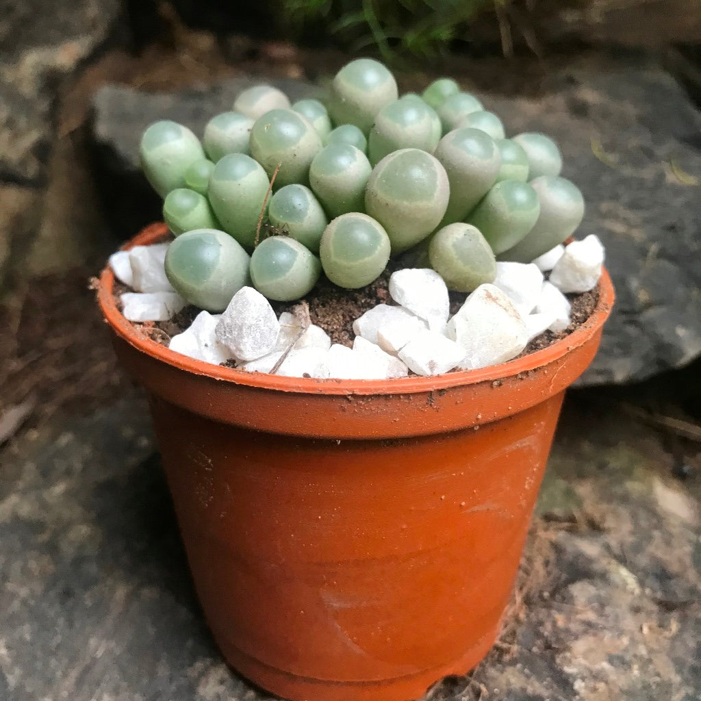  Fenestraria Rhopalophylla Subsp. Aurantiaca Succulent Plant
