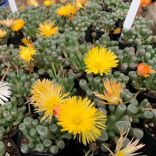  Fenestraria Rhopalophylla Subsp. Aurantiaca Succulent Plant
