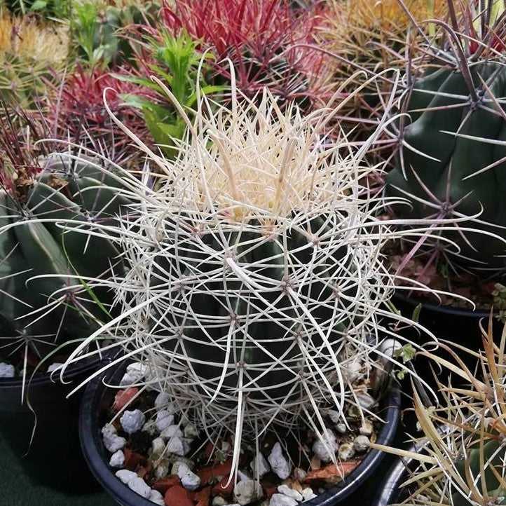  Ferocactus Acanthodes F. Albispinus Cactus Plant