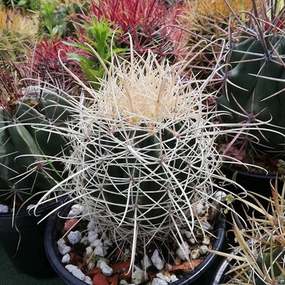  Ferocactus Acanthodes F. Albispinus Cactus Plant